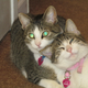 February 2014: Aspen, the mother, on the left with Pixie on the right. Aspen died soon after. Image via Jesse Dorsett